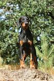 DOBERMANN 127